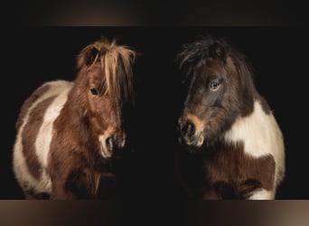 Shetland Mini, Castrone, 16 Anni, 85 cm, Pezzato