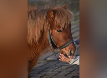 Shetland Mini, Castrone, 1 Anno, Sauro