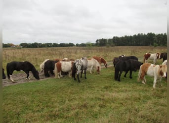 Shetland Mini Mix, Castrone, 2 Anni, Pezzato