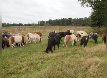 Shetland Mini Mix, Castrone, 2 Anni, Pezzato