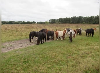 Shetland Mini Mix, Castrone, 2 Anni, Pezzato
