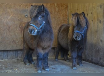 Shetland Mini, Castrone, 3 Anni, 85 cm, Sauro scuro