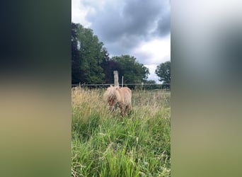 Shetland Mini, Castrone, 3 Anni, 89 cm