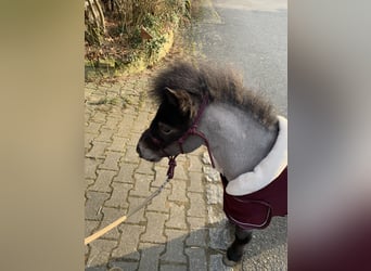 Shetland Mini, Castrone, 4 Anni, 85 cm, Roano blu