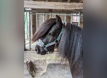 Shetland Mini, Castrone, 9 Anni, 85 cm, Morello