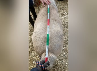 Shetland Mini, Giumenta, 10 Anni, 83 cm, Palomino