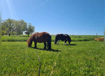 Shetland Mini, Giumenta, 10 Anni, Baio