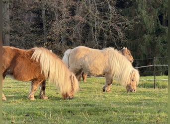 Shetland Mini, Giumenta, 11 Anni, 86 cm, Sauro
