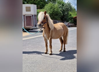 Shetland Mini, Giumenta, 12 Anni, 80 cm, Baio