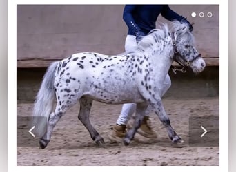 Shetland Mini, Giumenta, 17 Anni, 78 cm, Leopard