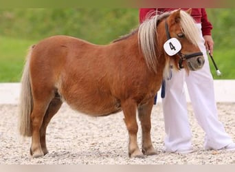 Shetland Mini, Giumenta, 17 Anni, 83 cm, Sauro