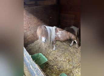 Shetland Mini, Giumenta, 22 Anni, 80 cm, Pezzato