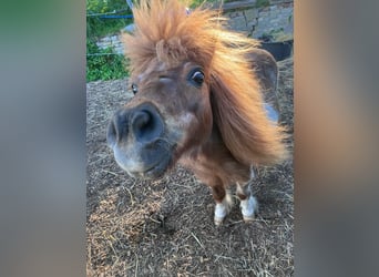 Shetland Mini, Giumenta, 23 Anni, 85 cm, Pezzato