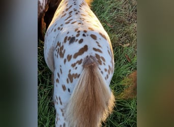 Shetland Mini, Giumenta, 2 Anni, 77 cm, Leopard