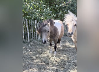 Shetland Mini, Giumenta, 2 Anni, 85 cm, Pezzato