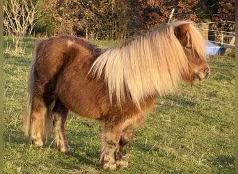 Shetland Mini, Giumenta, 4 Anni, 86 cm, Sauro