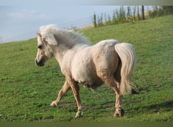 Shetland Mini, Giumenta, 5 Anni, 78 cm, Palomino