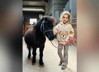 Shetland Mini, Giumenta, 5 Anni, 89 cm, Morello