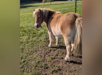 Shetland Mini Mix, Giumenta, 6 Anni, 85 cm, Palomino