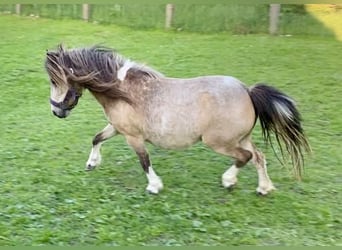 Shetland Mini, Giumenta, 7 Anni, 84 cm, Pezzato