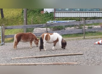 Shetland Mini, Giumenta, 7 Anni, Pezzato