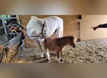 Shetland Mini, Giumenta, 9 Anni, 85 cm, Pezzato