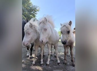Shetland Mini, Giumenta, Puledri (01/2026), 75 cm, Palomino