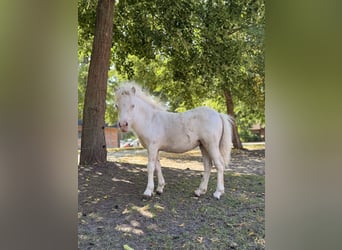 Shetland Mini, Giumenta, Puledri (01/2026), 75 cm, Pezzato