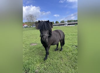 Shetland Mini, Stallone, 10 Anni, 80 cm, Baio nero