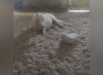 Shetland Mini, Stallone, 11 Anni, 78 cm, Cremello