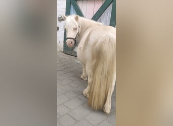 Shetland Mini, Stallone, 11 Anni, 78 cm, Cremello