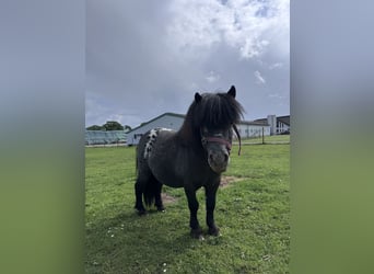 Shetland Mini, Stallone, 13 Anni, 86 cm, Grigio ferro