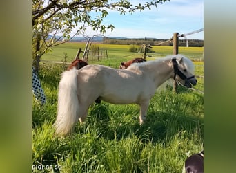 Shetland Mini, Stallone, 17 Anni, 80 cm, Palomino