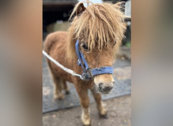 Shetland Mini, Stallone, 1 Anno, 170 cm, Sauro