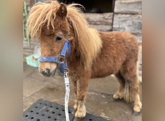 Shetland Mini, Stallone, 1 Anno, 170 cm, Sauro