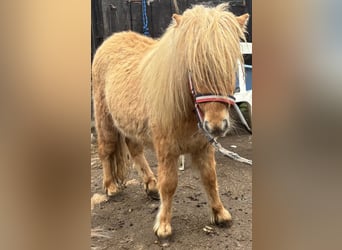 Shetland Mini, Stallone, 1 Anno, 170 cm, Sauro