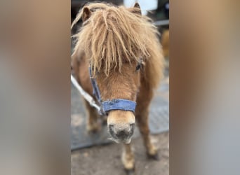 Shetland Mini, Stallone, 1 Anno, 170 cm, Sauro