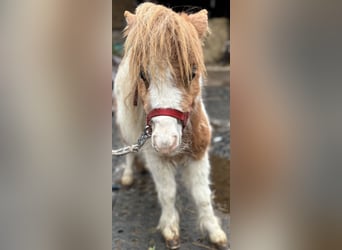 Shetland Mini, Stallone, 1 Anno, 170 cm, Sauro