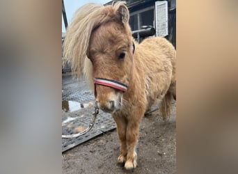 Shetland Mini, Stallone, 1 Anno, 170 cm, Sauro