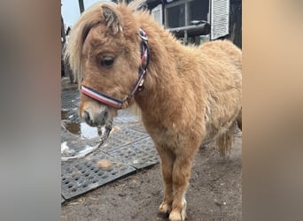 Shetland Mini, Stallone, 1 Anno, 170 cm, Sauro