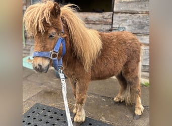 Shetland Mini, Stallone, 1 Anno, 170 cm, Sauro