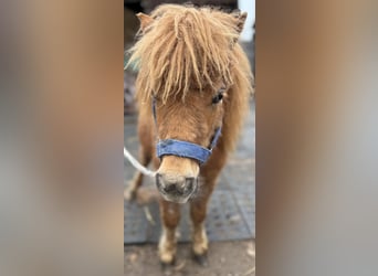Shetland Mini, Stallone, 1 Anno, 170 cm, Sauro