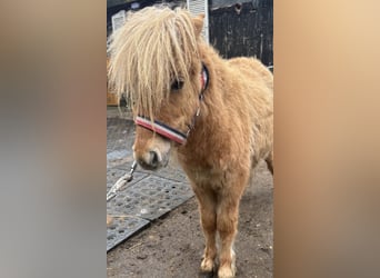 Shetland Mini, Stallone, 1 Anno, 170 cm, Sauro