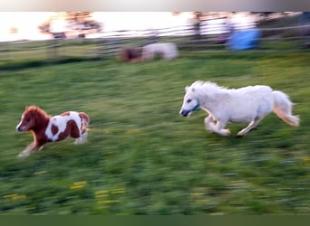 Shetland Mini, Stallone, 1 Anno, 70 cm, Palomino