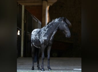 Shetland Mini, Stallone, 1 Anno, 77 cm, Leopard