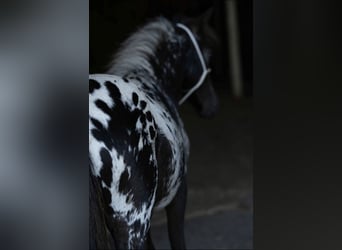 Shetland Mini, Stallone, 1 Anno, 77 cm, Leopard