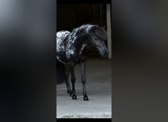 Shetland Mini, Stallone, 1 Anno, 77 cm, Leopard