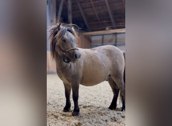 Shetland Mini, Stallone, 1 Anno, 80 cm, Falbo