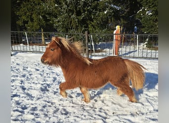 Mini-shetland-pony Cavalli-da-riproduzione comprare e vendere