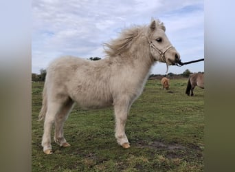 Shetland Mini, Stallone, 1 Anno, 83 cm, Pezzato